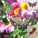 Famille Arctiidae: Papillons arctiides